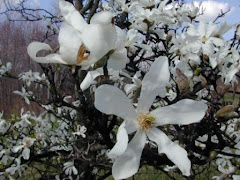 Louisiana State Flower - Magnolia Also