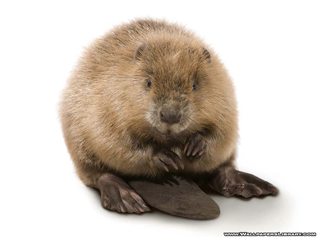 free cool wallpapers beaver