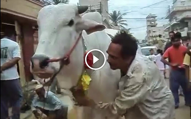 Cow Massage on Bakra Eid 2014 Funny Eid Qurbani 2014, Cow Massage on Bakra Eid 2014 Funny Eid Qurbani 2014, cattle farming in pakistan, Cow Massage on Bakra Eid 2014 Funny Eid Qurbani 2014, Cow Massage on Bakra Eid 2014 Funny Eid Qurbani 2014 video, Cow Massage on Bakra Eid 2014 Funny Eid Qurbani 2014 dailymotion,