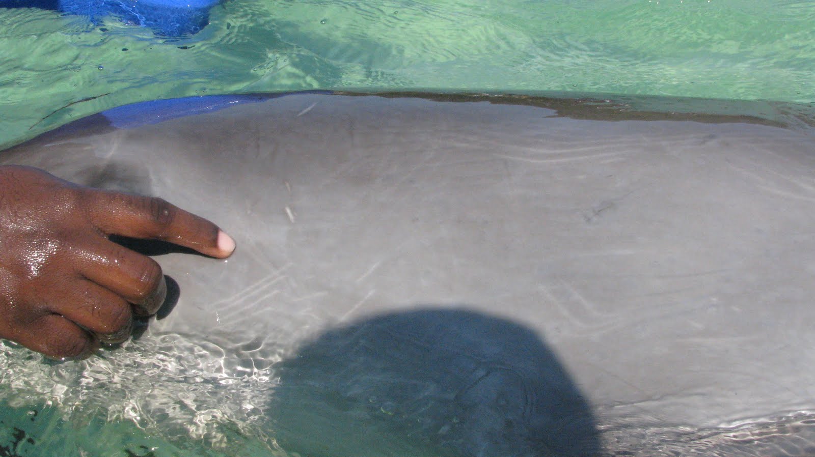 Dolphin - Then I Kissed Her/The Glyderes Dolphin - Then I Kissed Her/The Glyderes