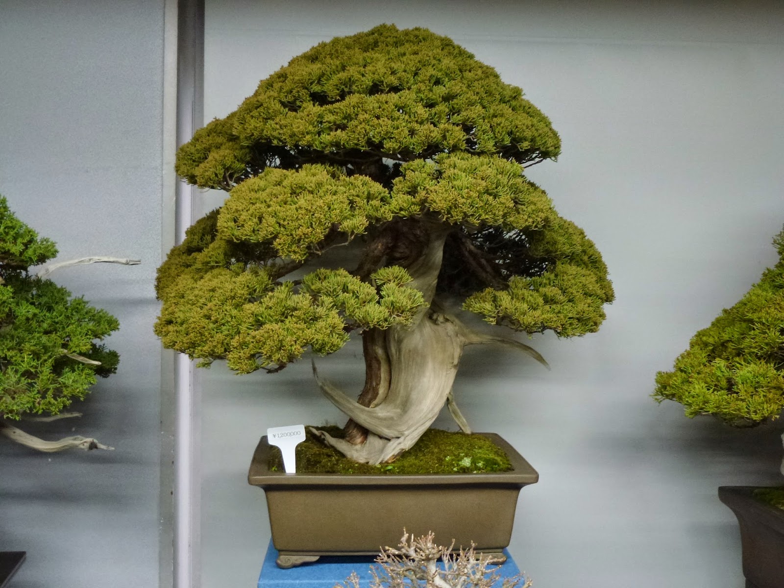 El Tim Bonsai El MomenTIM del Café