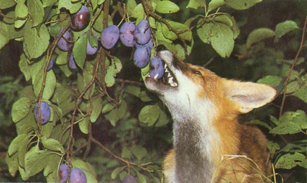 the hidden fox february 2012 the hidden fox february 2012