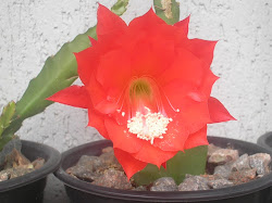 o botão virou flor, cactus orquidea vermelho