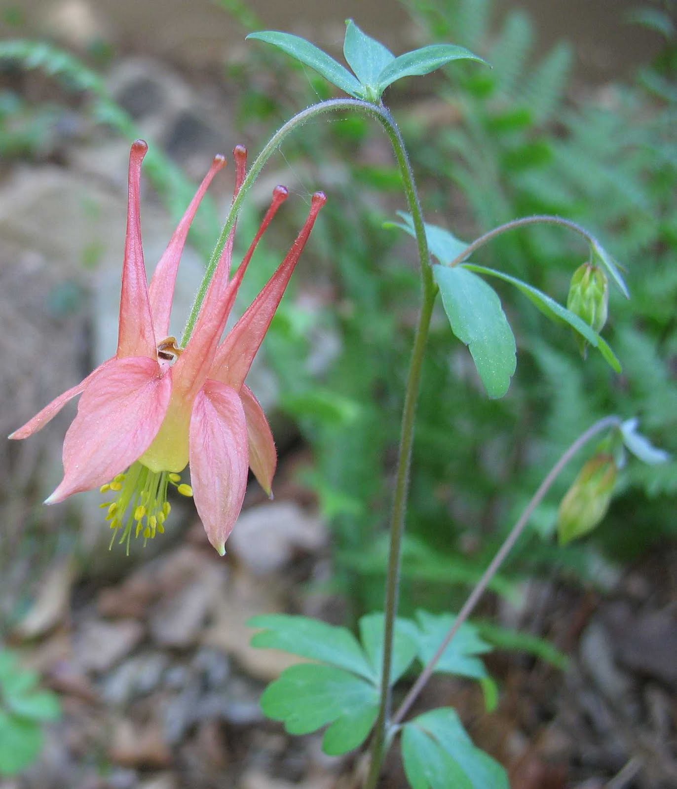 Using Native Plants Native Spring Perennials in