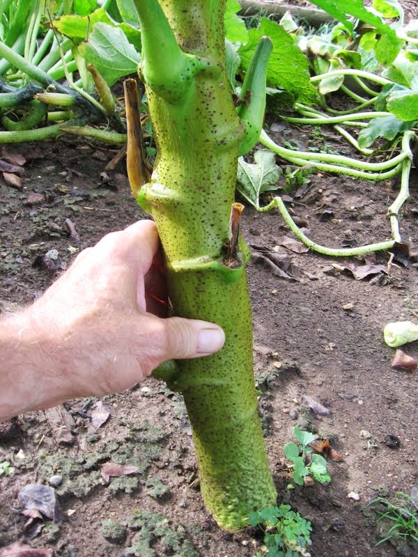 <em>WORLD�S TALLEST GIANT TREE OKRA * 1218 ft.</em> 25 seeds
