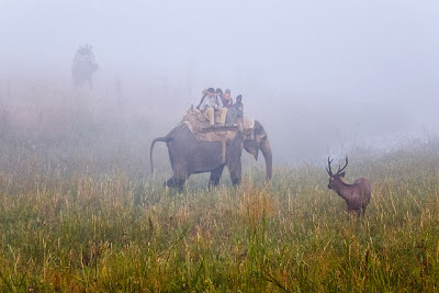 Elephant Safari Tourist Enjoying Elephant Safari
