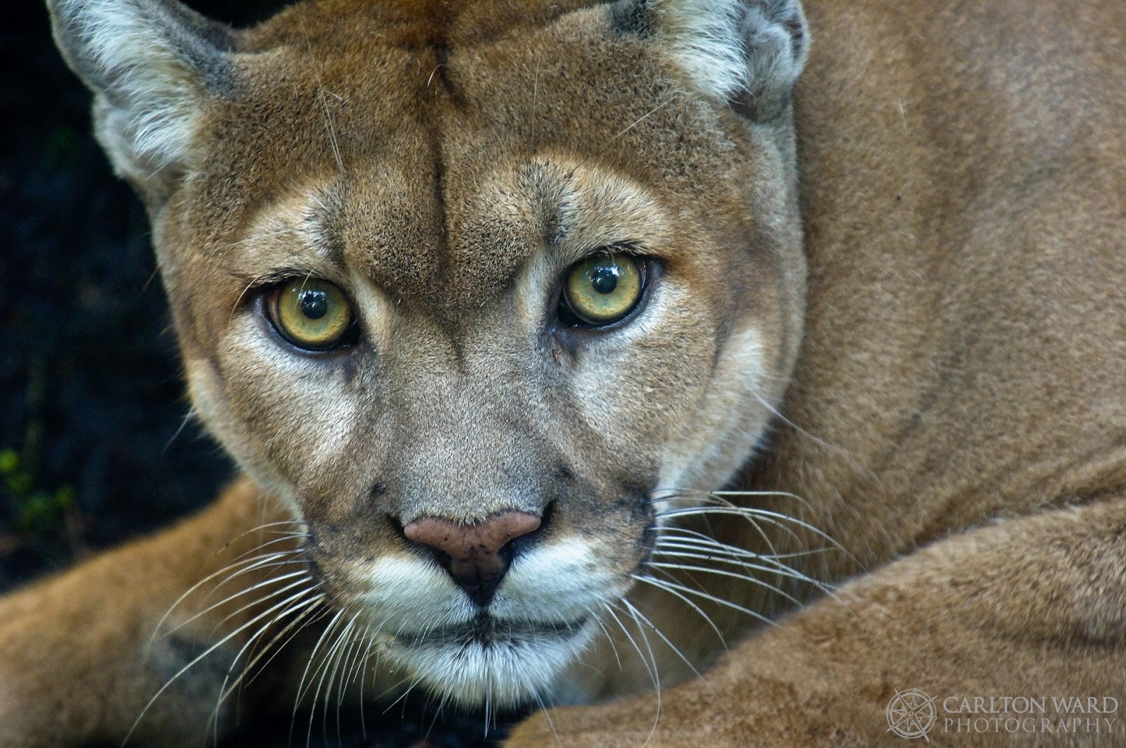 the only breeding population of the endangered florida panther which once ranged across the southeastern u s is now found in southern florida the only breeding population of the endangered florida panther which once ranged across the southeastern u s is now found in southern florida