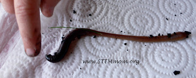 Touching Earthworm for initial science observations: STEM mom 