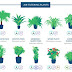 Top 18 houseplants for purifying the air you breathe, according to NASA