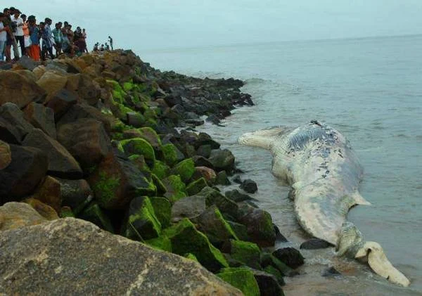 Kerala news, Carcass, 25-ft-long whale, Found, Washed, Ashore, Pazhangad beach, Edavanakkadu, Kochi, Thursday, Fire and Rescue personnel, Reached, Shift the carcass, as their crane was not strong enough for the purpose. They are likely to resume their efforts with a bigger crane on Friday morning.
