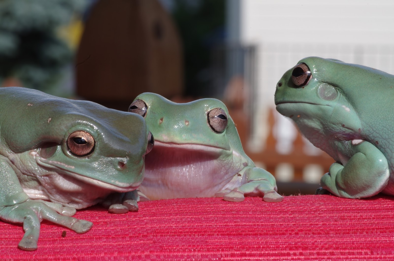 Momcicle Mania: White's tree frog aka Dumpy tree frog photo shoot