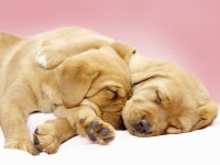 Funny Dog Pictures