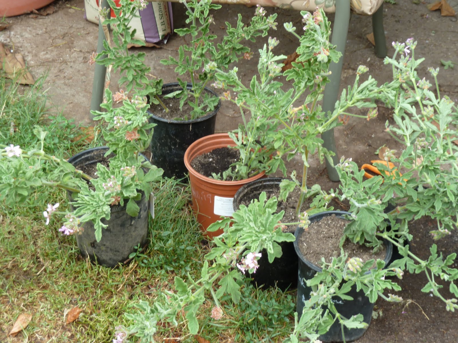 Gidget's Garden Plant propagation