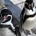Due pinguini gay di Madrid "adottano" un uovo
