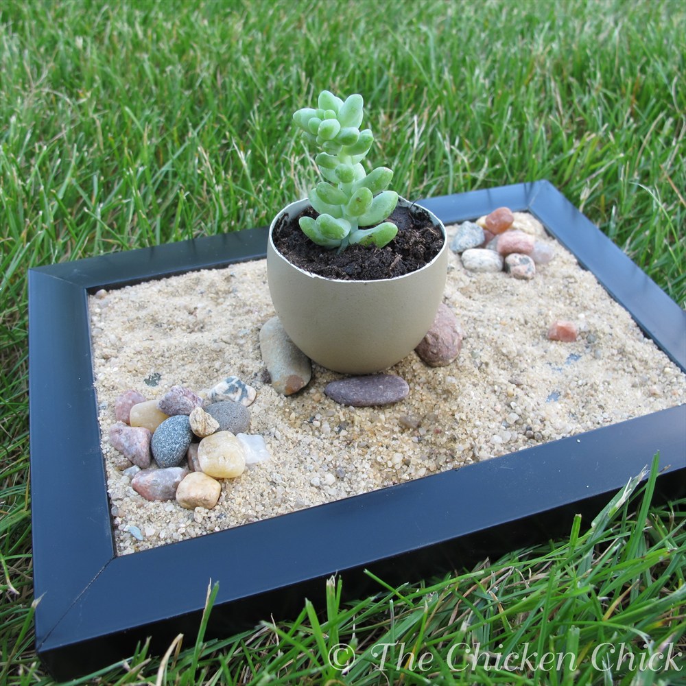 DIY Eggshell Zen Garden, perfect for Father's Day The Chicken Chick®