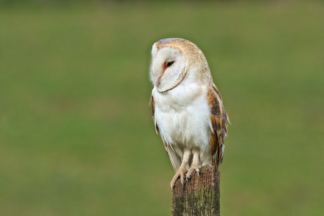 Barn Owl/Tyto Alba