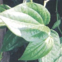 Manfaat Daun Sirih