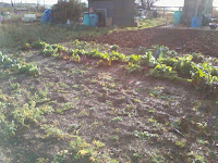 overview of allotment