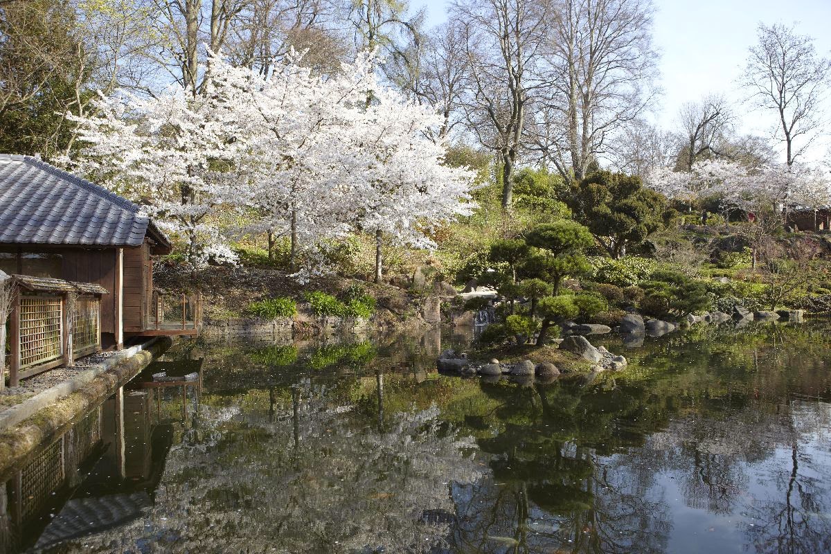 Bonsai Gemeinschaft Zur Kirschblüte in den japanischen Garten