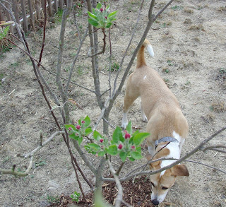 apple tree blossom buds