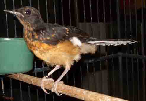 Daftar Harga Murai Batu Lampung Terbaru 2017 Burung Kicauan