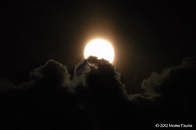 Flower Moon breaking free from a fleecy bed.