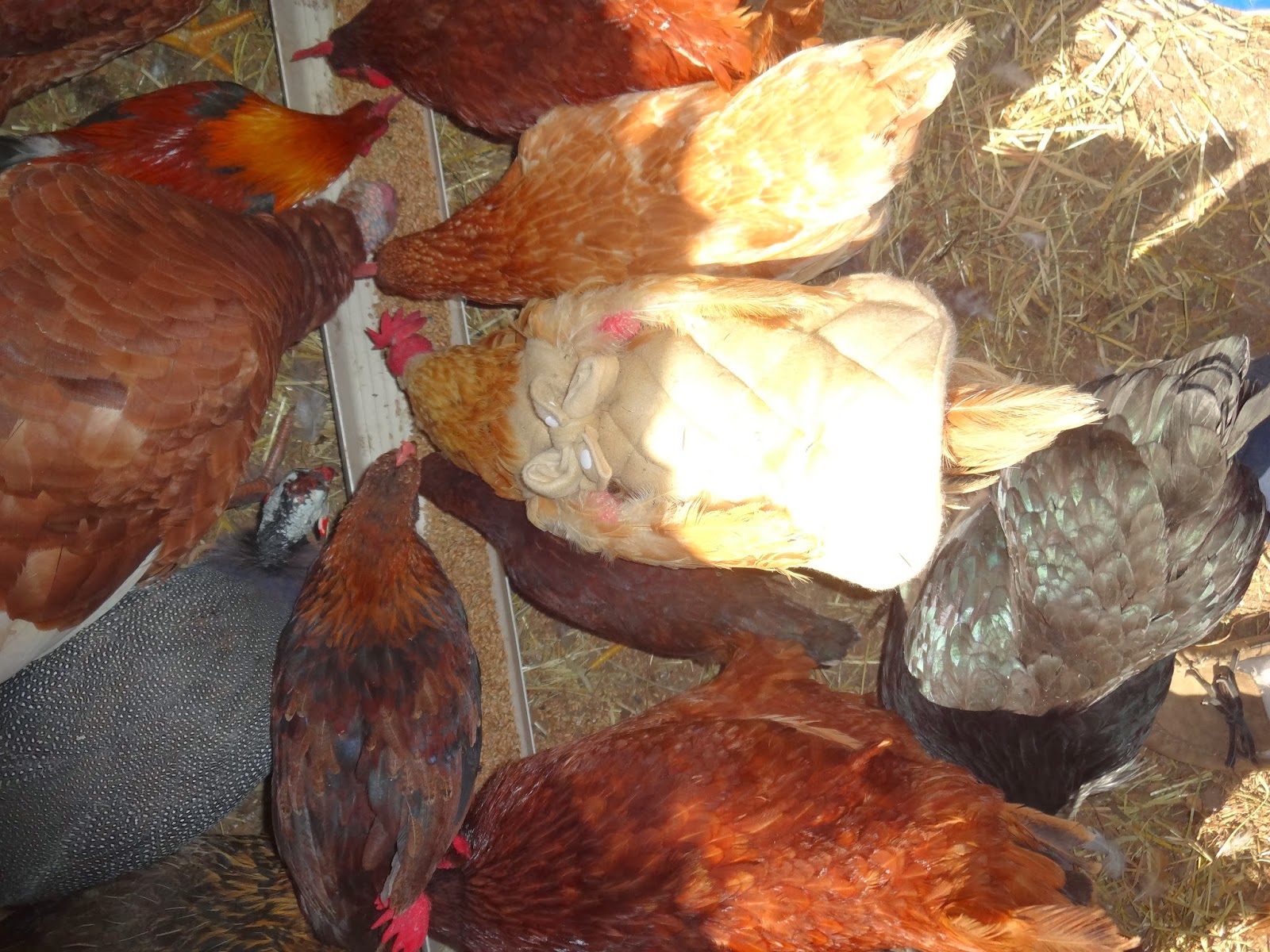 You're Sew Crafty Chicken Jacket