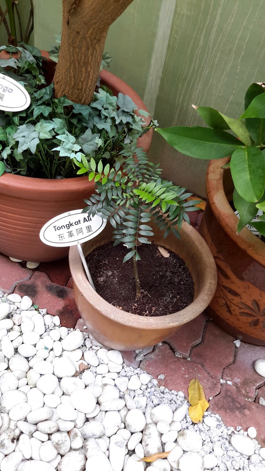 Exotic Plants in Indonesia Tongkat Ali ( longifolia )