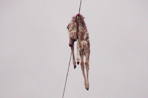 comment barney rencontre nora