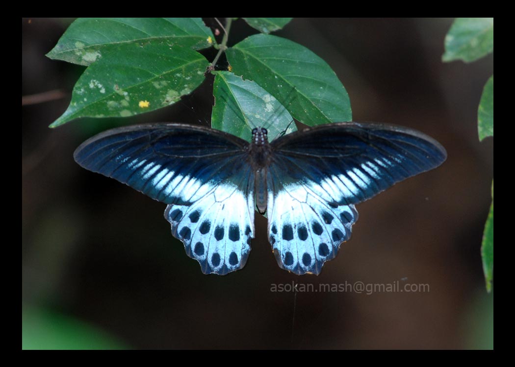 butterflies of kerala
