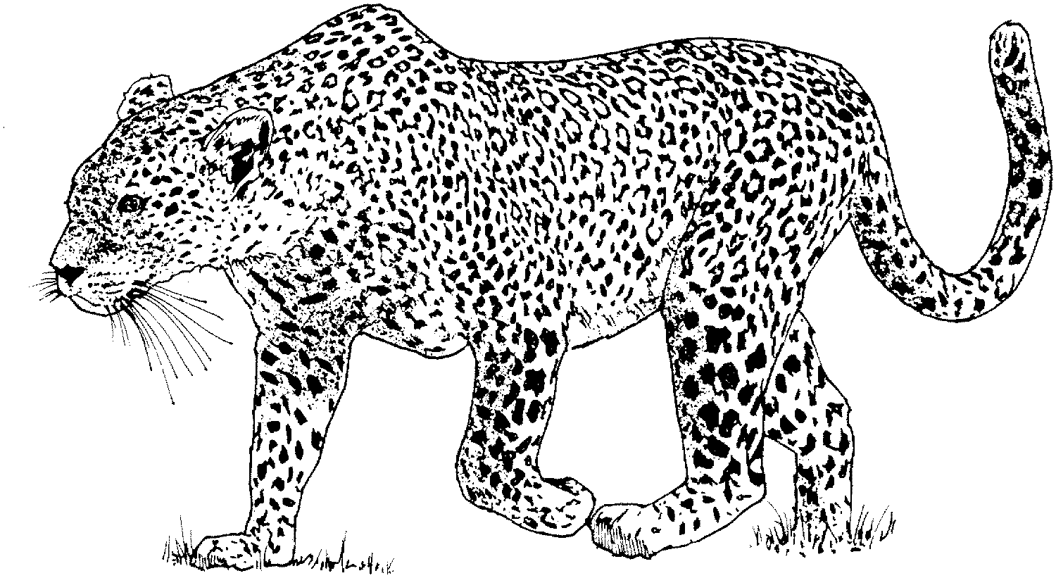 Leopardos para colorear Imagui