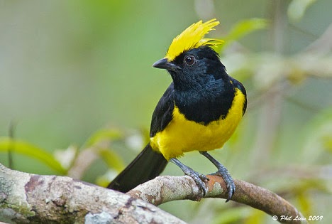 Featured image of post Ciri Ciri Burung Bubut Jantan Dan Betina Para pecinta burung hendakanya mengetahui cara jitu membedakan cendet jantan dan betina lengkap