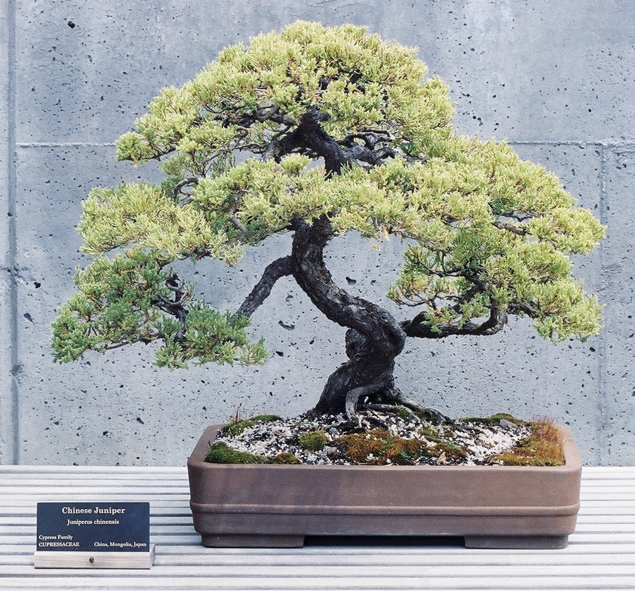 Wedding Flowers Juniper Bonsai Wedding Flowers Juniper Bonsai