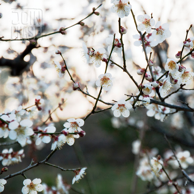 Cherry blossoms in Ochang, South Korea.