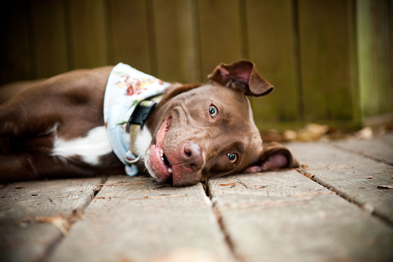 Death By Chocolate Lab Dog Steals Woman's Heart!