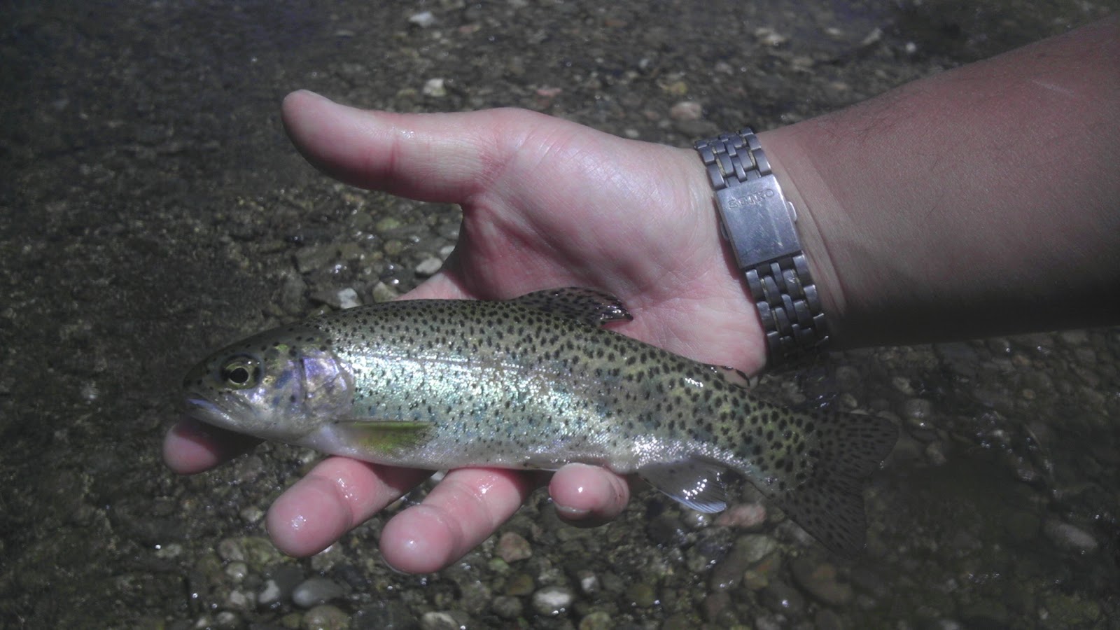 Colorado Fly Fishing 06/14/12 Clear Creek below