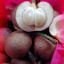 Buah Tampoi