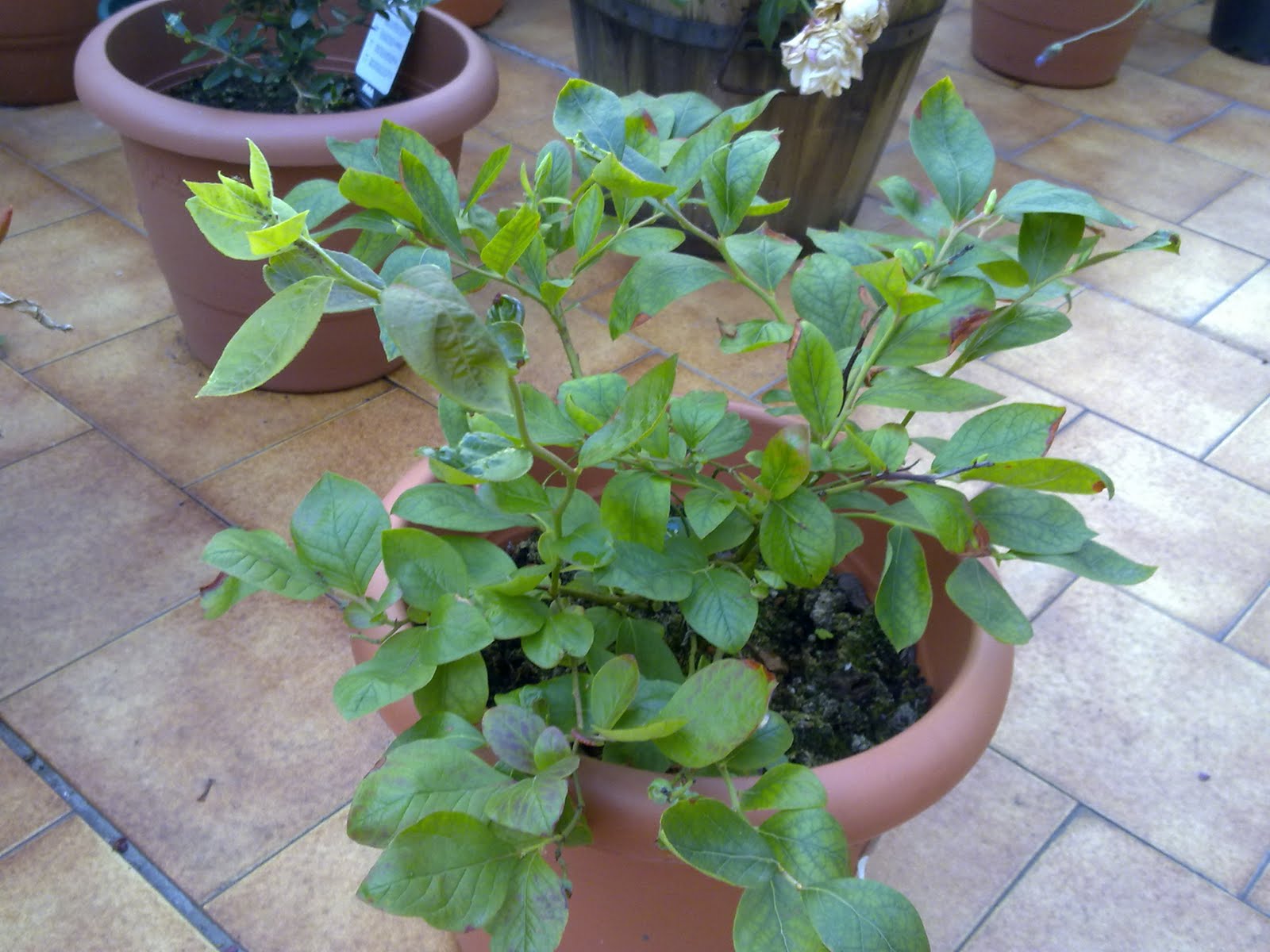 Huerto Urbano en la Terraza: Arboles Frutales