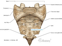 Sacrum Diagram Sacrum Diagram