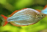 Freshwater Aquarium Melanotaenia Praecox Neon Rainbowfish