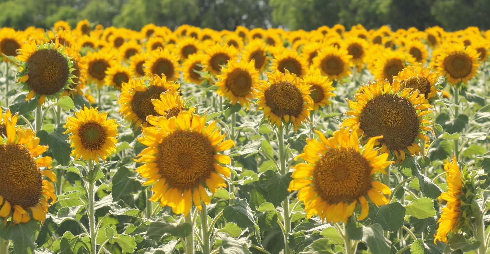 My Big Texas Sunflowers!
