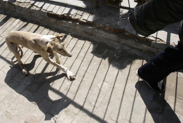 China denkt über Verbot von Hundefleisch nach <em>NSFW</em> HeulNicht