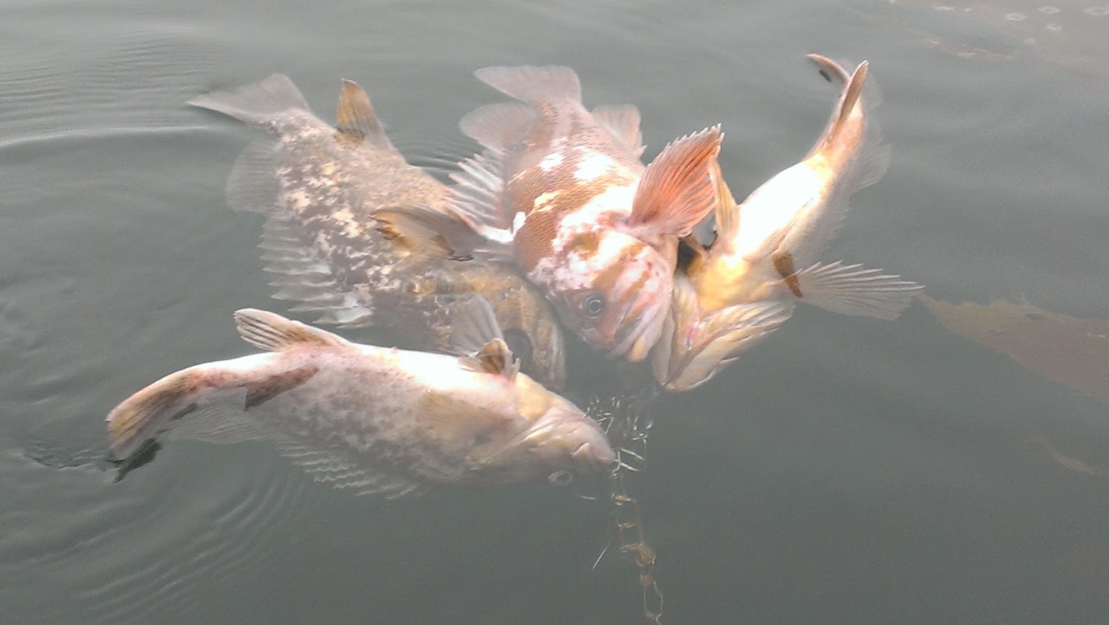 Fishing, Bait and Tackle Kayaks, Kelp and Cod California Rockfish and