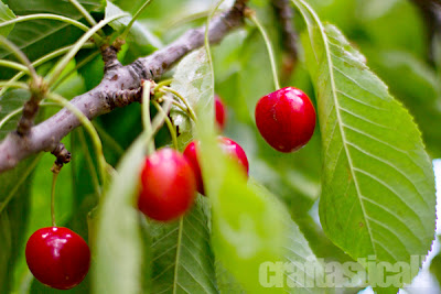 beautiful cherries on the tree, Royal Ann or corum cherries--they are perfect for jams and jellys. Also for Maraschino cherries.