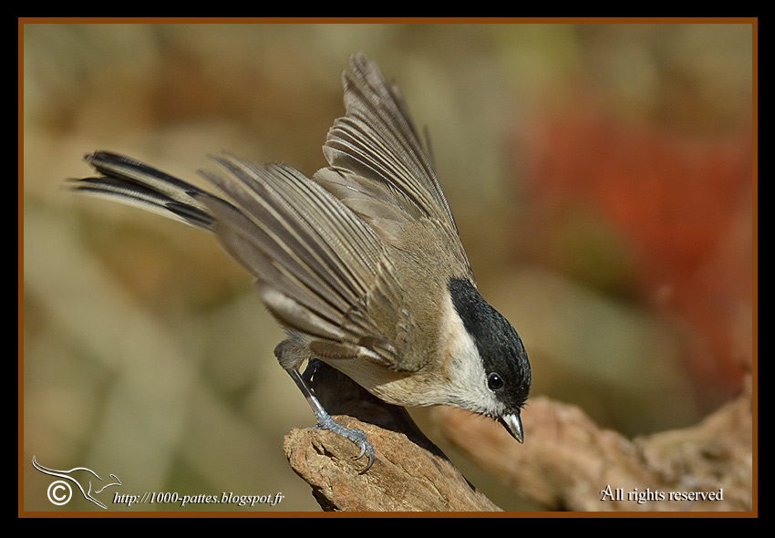 Poecile palustris - https://1000-pattes.blogspot.com