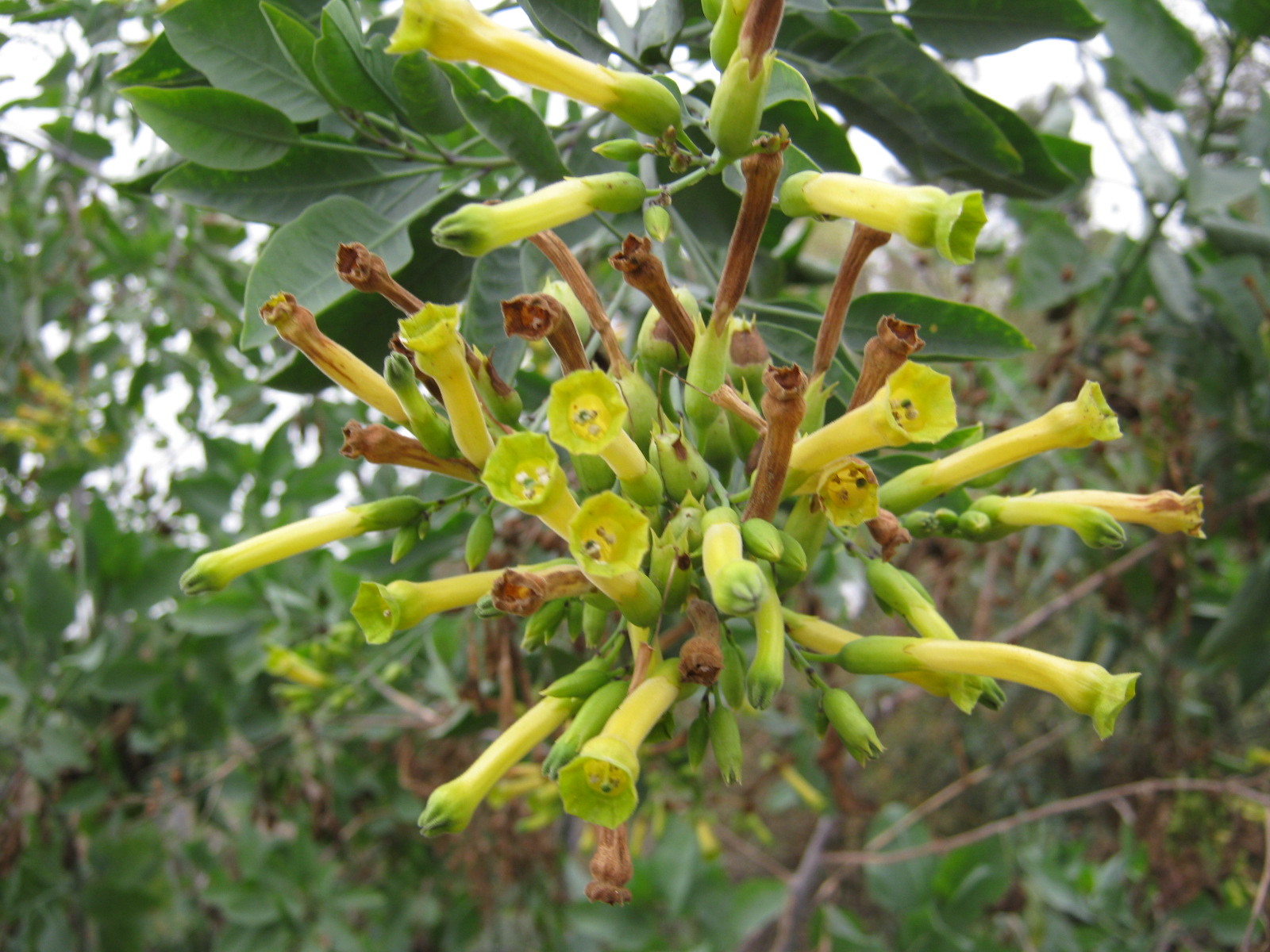 Tobacco Tree