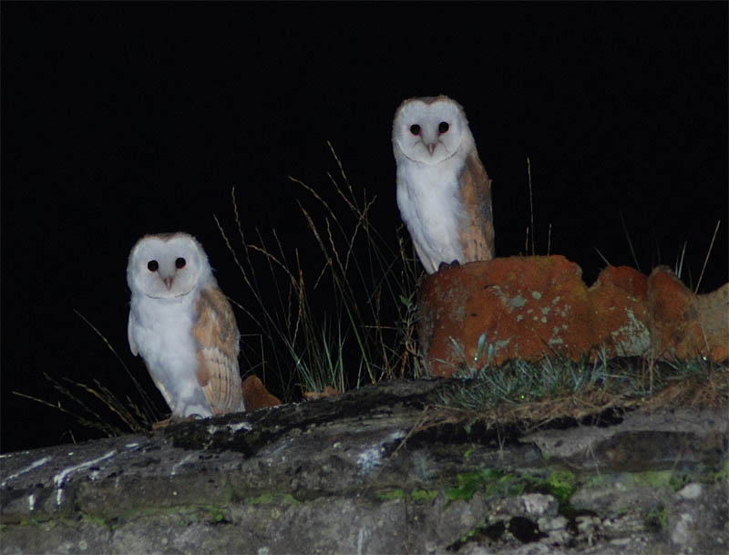 Duhallow Raptor Conservation Project: What does an owl sound like?