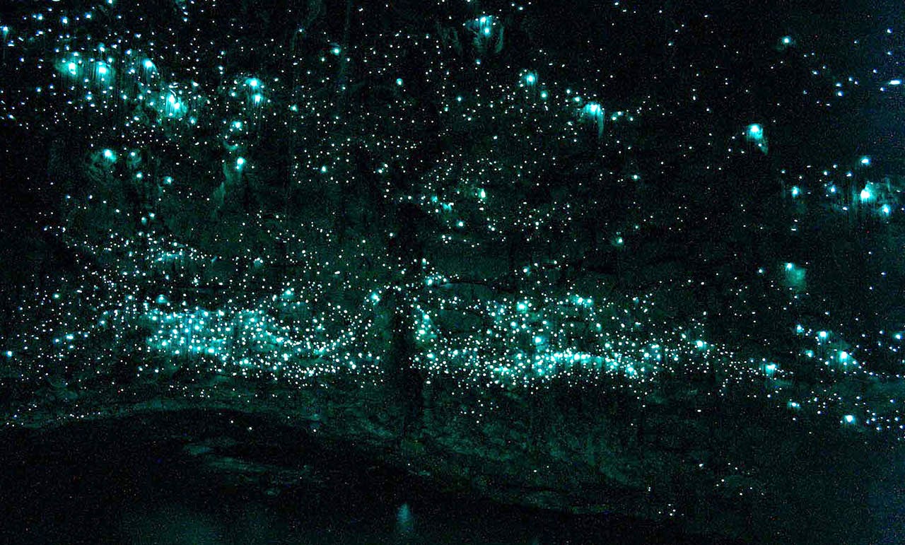download bioluminescent glow worms