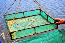 mengontrol pakan di tambak udang vaname budidaya udang mengontrol pakan di tambak udang vaname budidaya udang