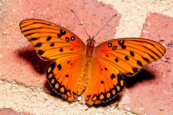 Yellow Butterfly Full HD Photos Download